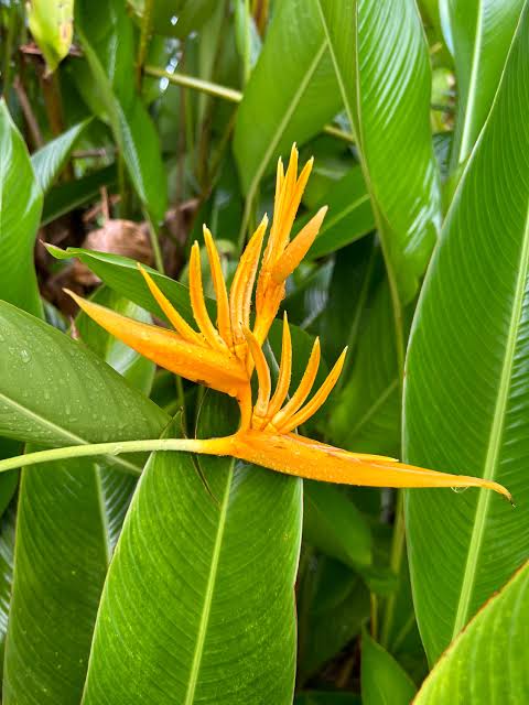 Bees Plant Hub Bird of Paradise Yellow (Caesalpinia gilliesii) Rare Flowering Live Plant