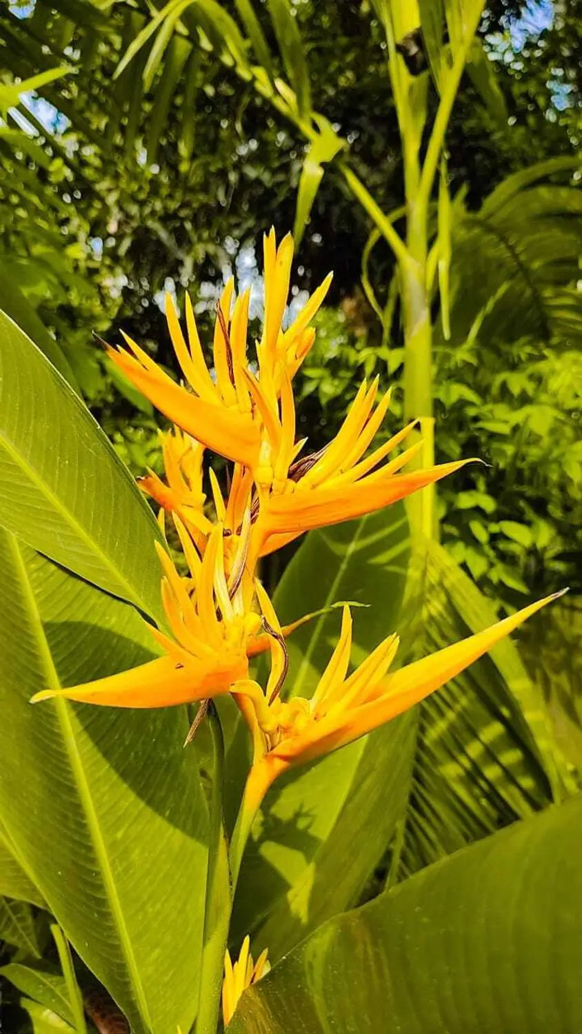Bees Plant Hub Bird of Paradise Yellow (Caesalpinia gilliesii) Rare Flowering Live Plant