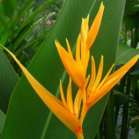 Bees Plant Hub Bird of Paradise Yellow (Caesalpinia gilliesii) Rare Flowering Live Plant