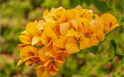 Bees Plant Hub Bougainvillea Yellow Creeper (Paper Flower) Flowering Live Plant