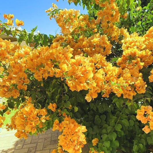 Bees Plant Hub Bougainvillea Yellow Creeper (Paper Flower) Flowering Live Plant