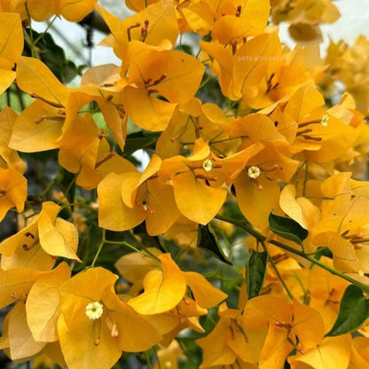 Bees Plant Hub Bougainvillea Yellow Creeper (Paper Flower) Flowering Live Plant