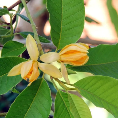 Bees Plant Hub Yellow Champak (Magnolia champaca) Flowering Live Plant