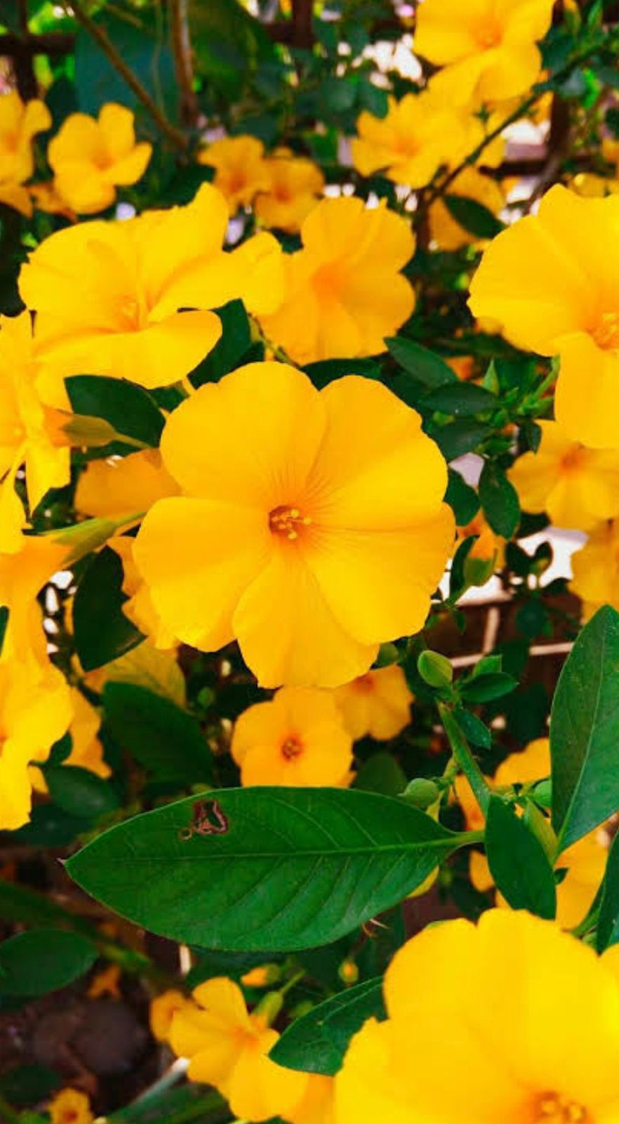 Bees Plant Hub Himalayan Yellow Flax / Reinwardtia Indica Live Plant – Exotic Flowering Plant