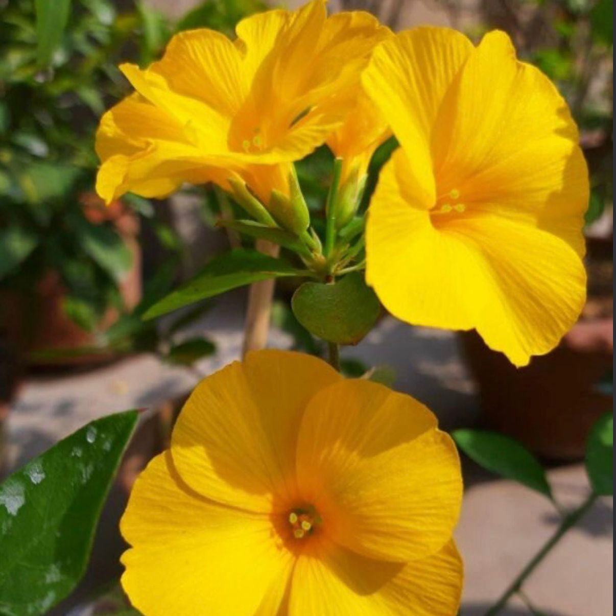 Bees Plant Hub Himalayan Yellow Flax / Reinwardtia Indica Live Plant – Exotic Flowering Plant
