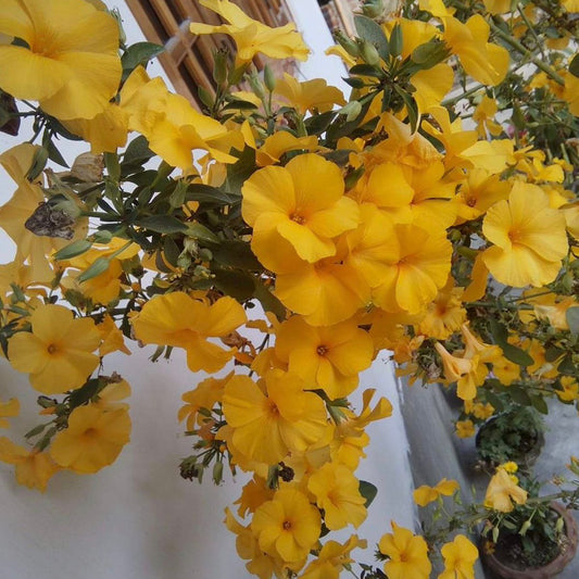 Bees Plant Hub Himalayan Yellow Flax / Reinwardtia Indica Live Plant – Exotic Flowering Plant