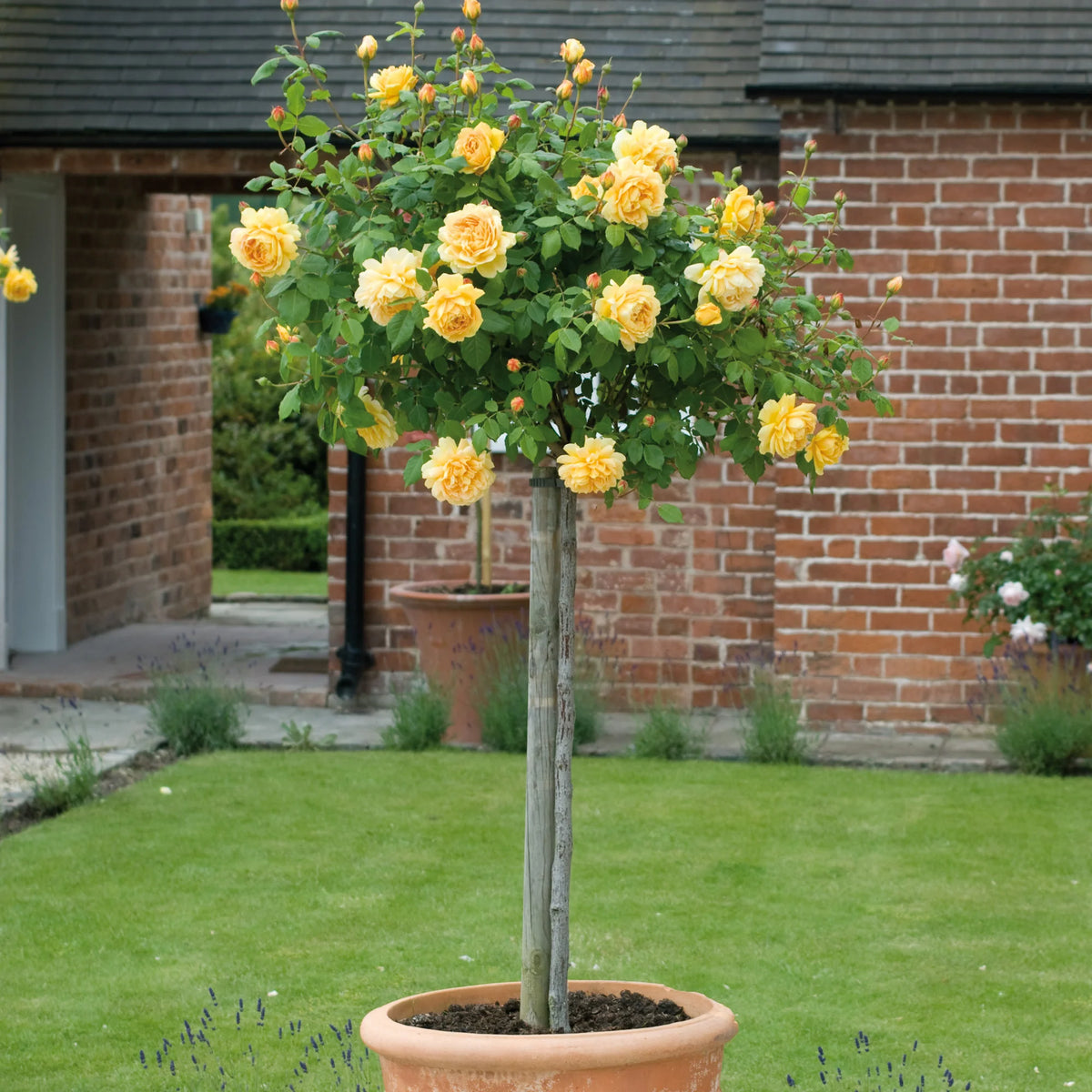 Bees Plant Hub Standard Rose Yellow Grafted Rare Flowering Live Plant