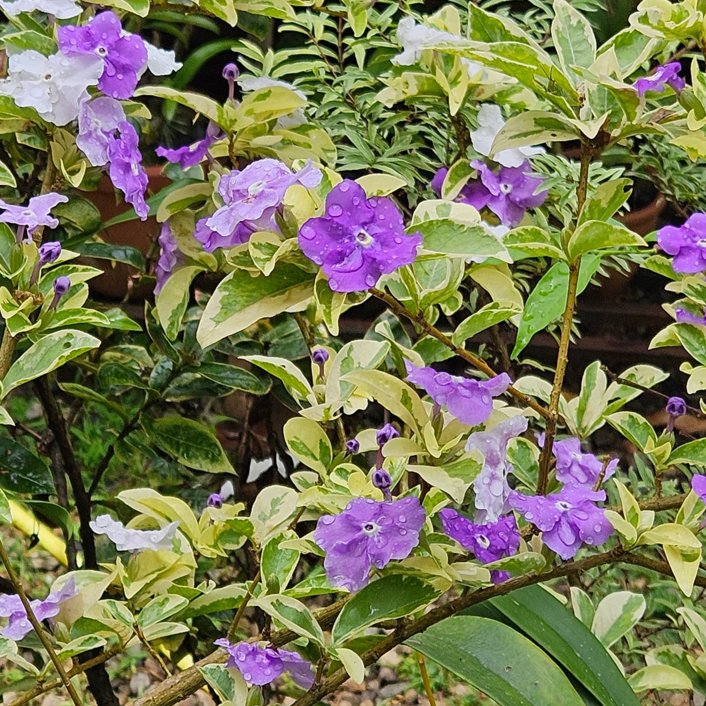 Varigated Yesterday Today Tommorrow (Brunfelsia pauciflora) Flowering Live Plant