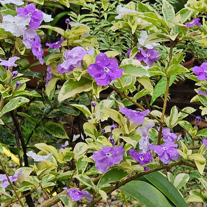 Varigated Yesterday Today Tommorrow (Brunfelsia pauciflora) Flowering Live Plant
