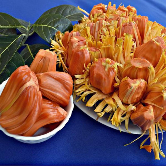 Bees Plant Hub Chembarathi Varikka / Chandra Halasu Jack Fruit Live Plant