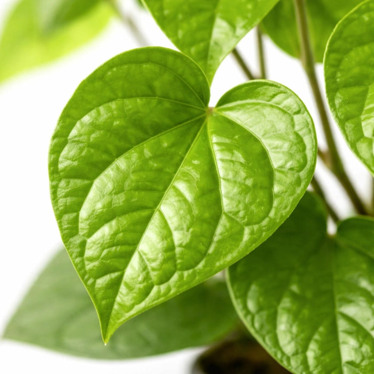 Bees Plant Hub Betal Leaf (Krishna Vetila) Live Plant