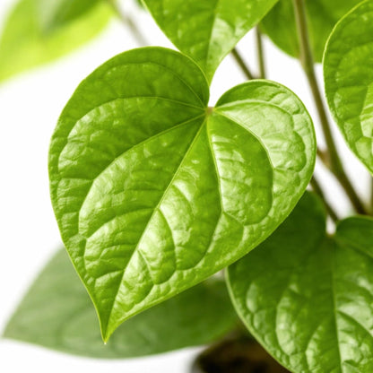 Bees Plant Hub Betal Leaf (Krishna Vetila) Live Plant