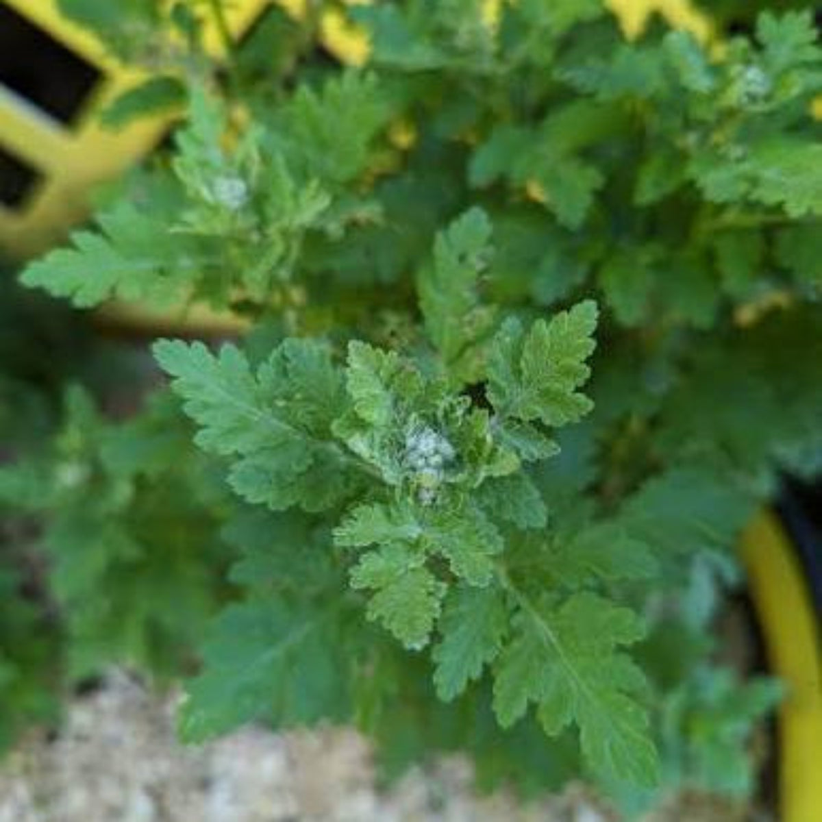 Bees Plant Hub Bhasma Tulsi Medicinal Live Plant