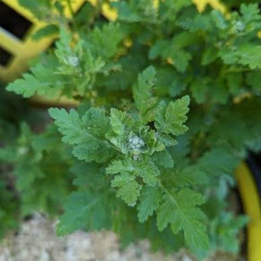 Bees Plant Hub Bhasma Tulsi Medicinal Live Plant