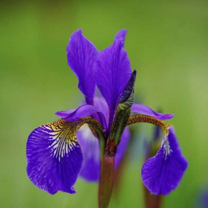 Bees Plant Hub Purple Iris (Iris versicolor) All Time Flowering Live Plant
