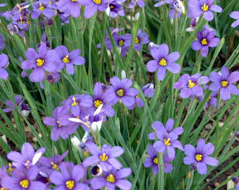Bees Plant Hub Blue Iris/spurious Iris All Time Flowering Live Plant