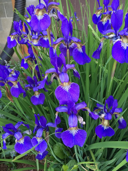 Bees Plant Hub Purple Iris (Iris versicolor) All Time Flowering Live Plant