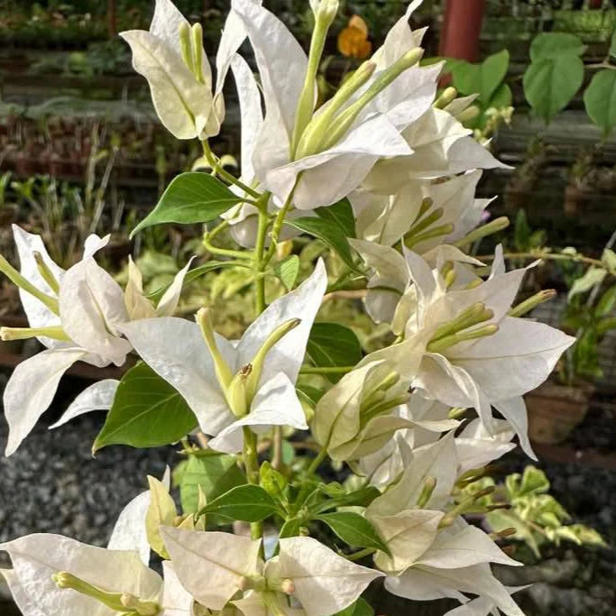 Bees Plant Hub Hanging Bougainvillea White (Paper Flower) Flowering Live Plant
