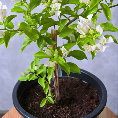 Bees Plant Hub Bougainvillea White (Paper Flower) Flowering Live Plant