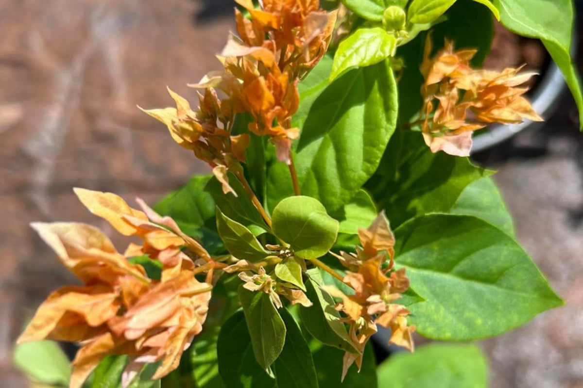 Bees Plant Hub Bougainvillea Salmon Pink Multi Petal (Paper Flower) Flowering Live Plant