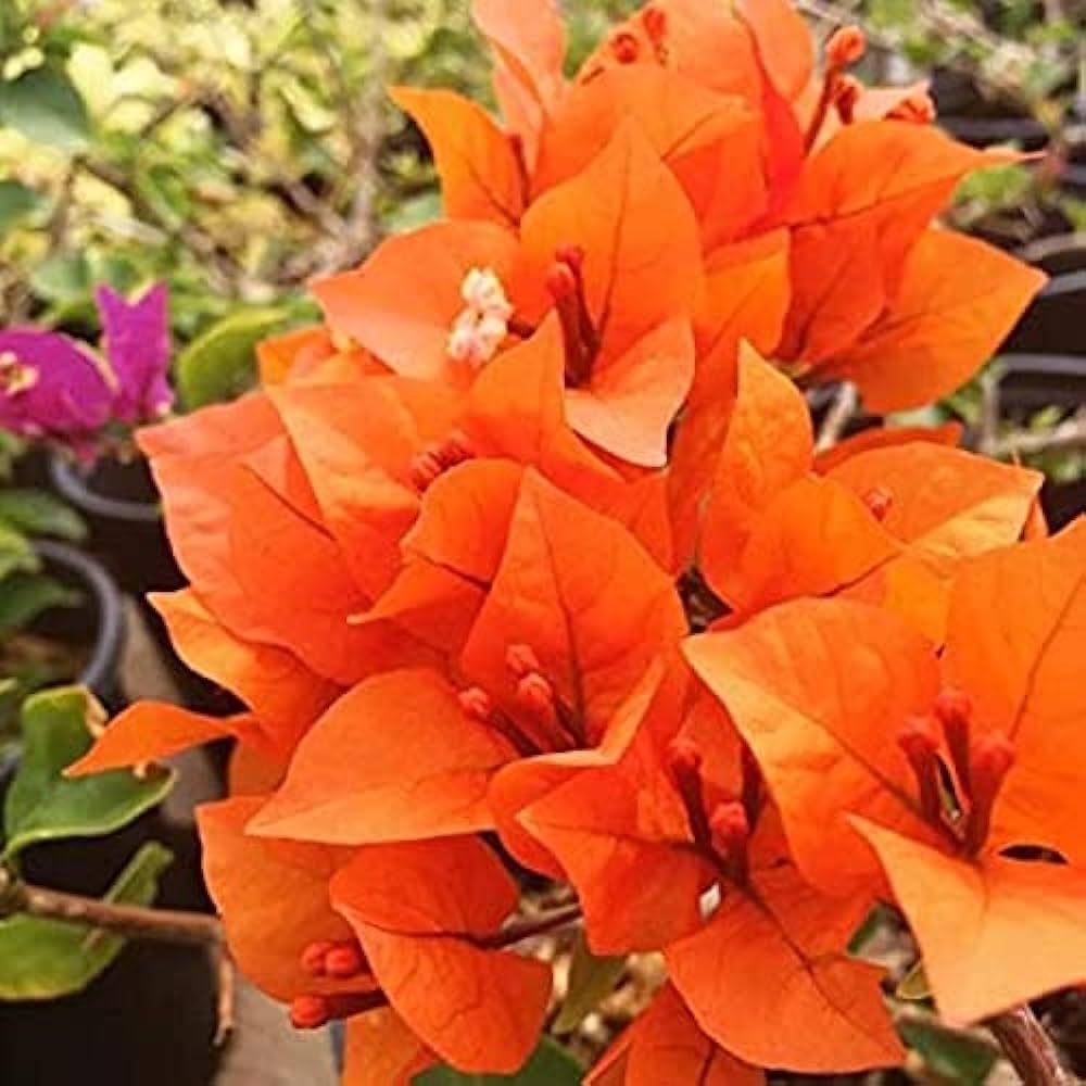 Bees Plant Hub Bougainvillea Orange (Paper Flower) Flowering Live Plant