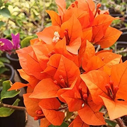 Bees Plant Hub Bougainvillea Orange (Paper Flower) Flowering Live Plant