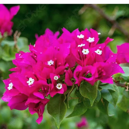 Bees Plant Hub Bougainvillea Pink (Paper Flower) Flowering Live Plant