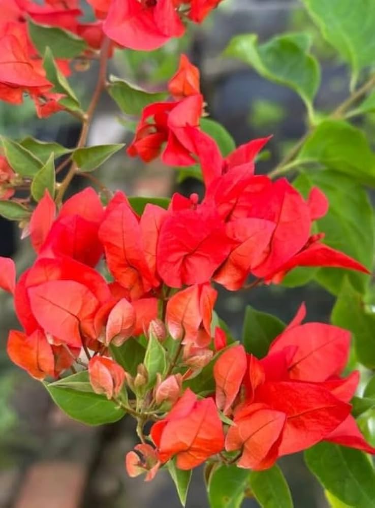 Bees Plant Hub Bougainvillea Red (Paper Flower) Flowering Live Plant