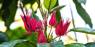 Brazilian Candle /Pavonia multiflora – Fragrant Flowering live Plant