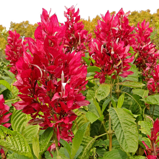 Bees Plant Hub Brazilian Red-Cloak (Megaskepasma erythrochlamys) Rare Flowering Live Plant