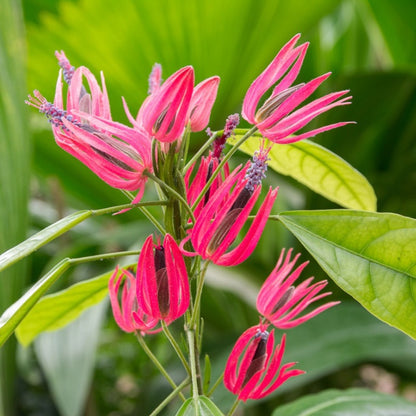 Brazilian Candle /Pavonia multiflora – Fragrant Flowering live Plant