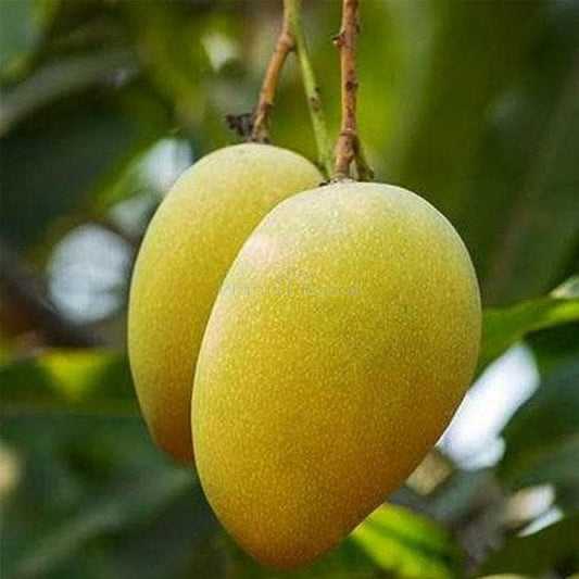 Bees Plant Hub Brunei King Mango Grafted Live Plant