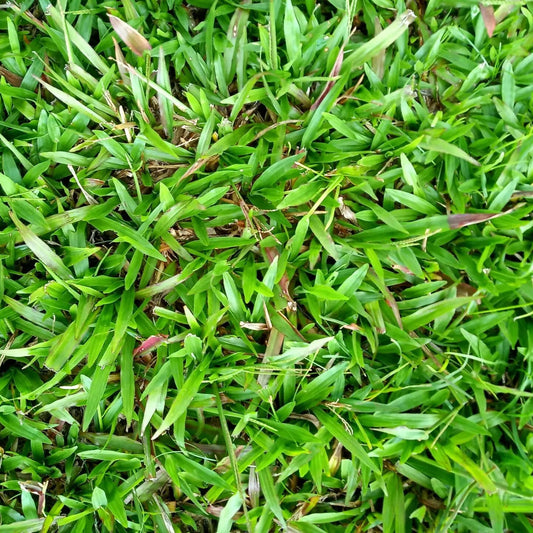 Buffalo Grass  (Bouteloua dactyloides,) Ornamental Live Plant