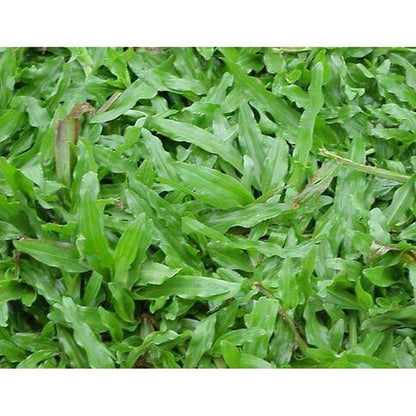 Buffalo Grass  (Bouteloua dactyloides,) Ornamental Live Plant