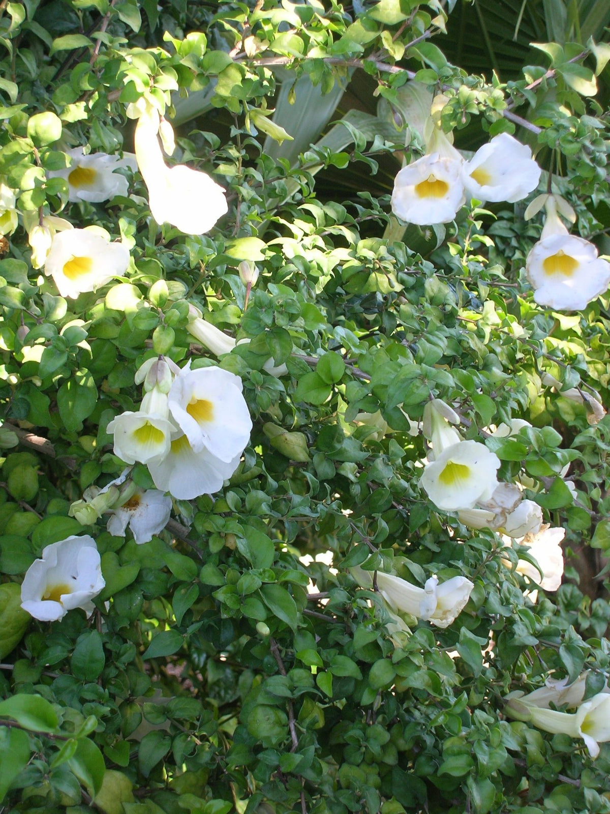 Bees Plant Hub Thunbergia Erecta White All Time Flowering Live Plant