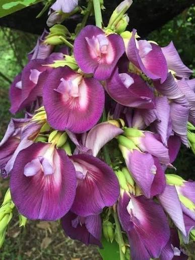 Bees Plant Hub Butterfly Pea Tree (Clitoria arborea) Rare Live Plant