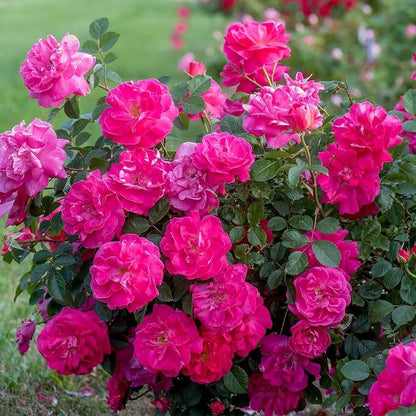 Bees Plant Hub Pink Button Rose Live Plant