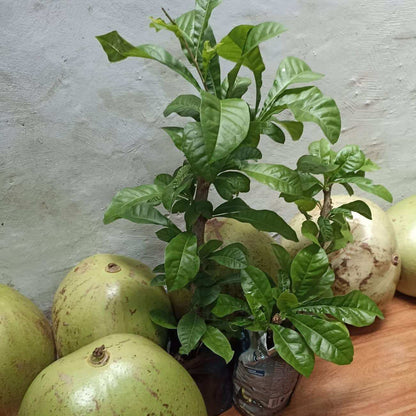 Calabash Tree (Crescentia cujete) rare Layered Live Plant