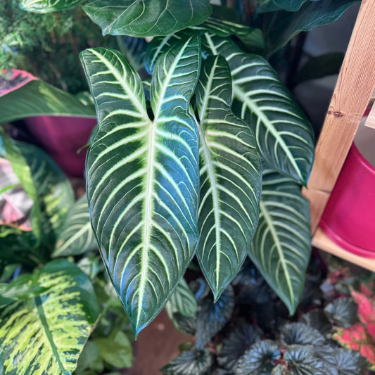 Bees Plant Hub Caladium Lindenii (Angel Wings) Indoor Live Plant