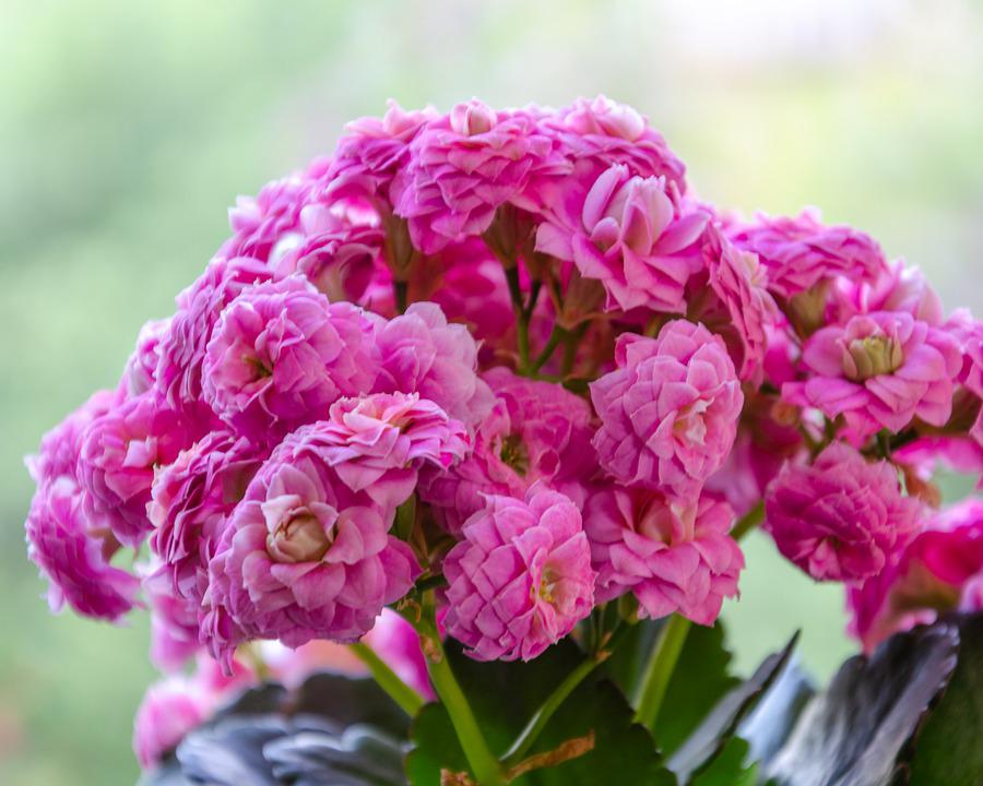 Bees Plant Hub Dark Pink Kalanchoe (Blossfeldiana) All Time Flowering Live Plant
