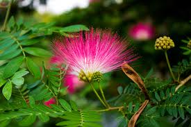Calliandra / Powderpuff  Bonsai Tree  Live Plant