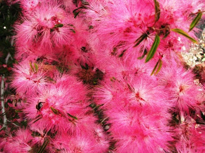 Bees Plant Hub Calliandra Dixie Pink (Calliandra Emarginata) All Time Flowering Live Plant