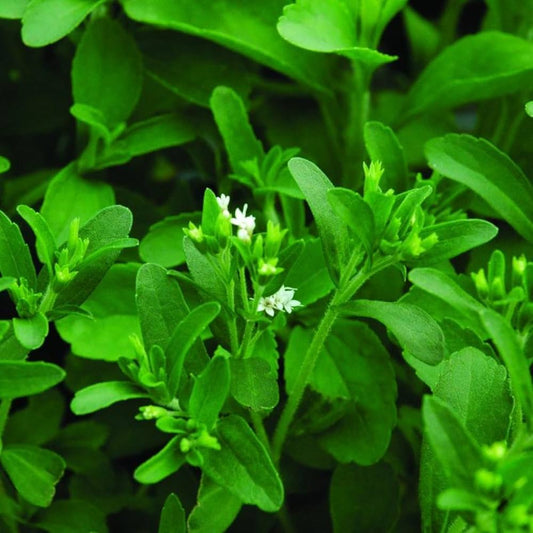 Bees Plant Hub Candy Leaf (Stevia rebaudiana) Medicinal Live Plant