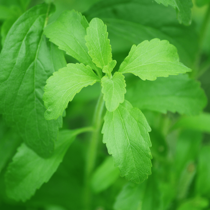 Bees Plant Hub Candy Leaf (Stevia rebaudiana) Medicinal Live Plant