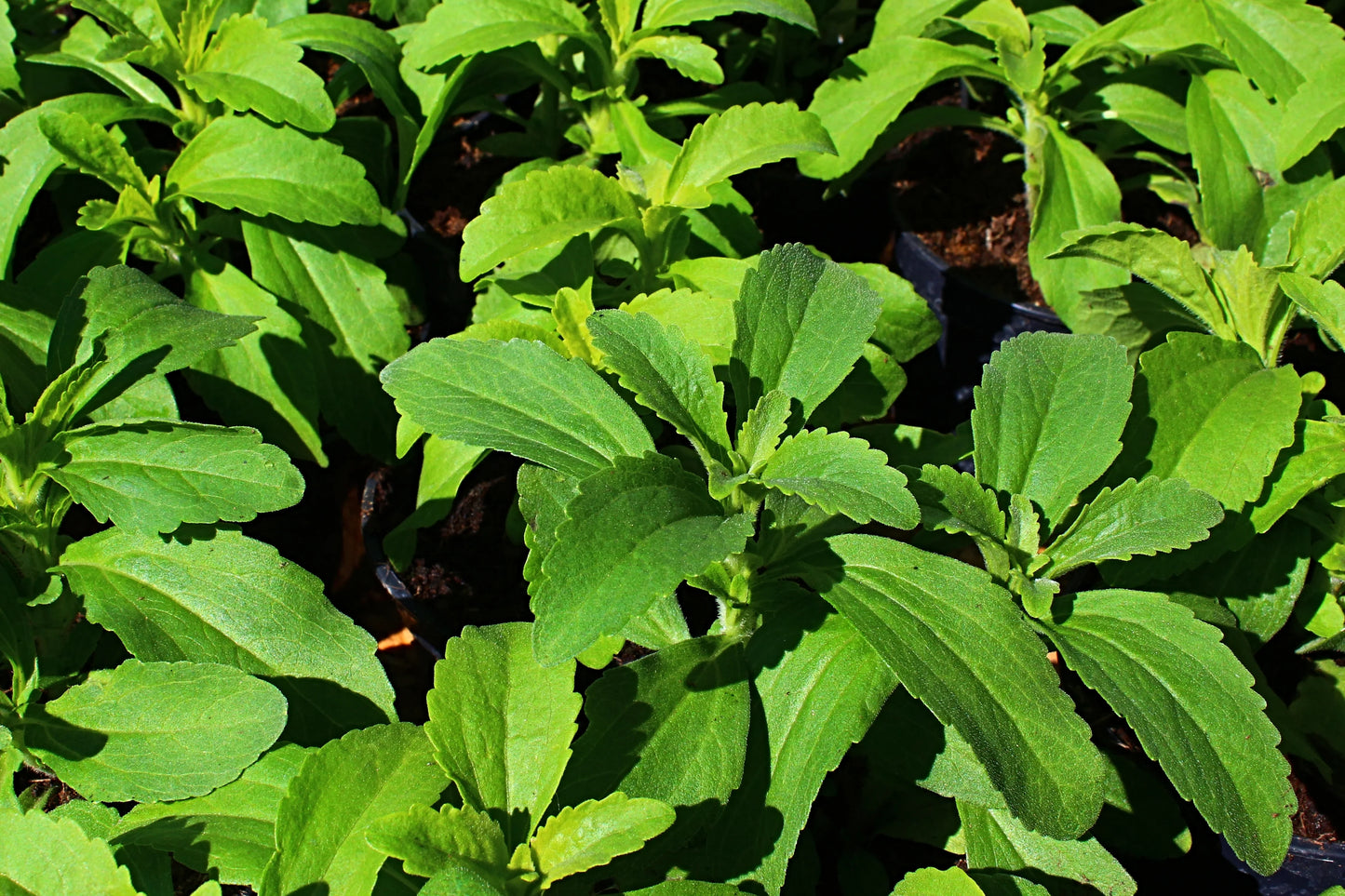 Bees Plant Hub Candy Leaf (Stevia rebaudiana) Medicinal Live Plant