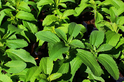 Bees Plant Hub Candy Leaf (Stevia rebaudiana) Medicinal Live Plant
