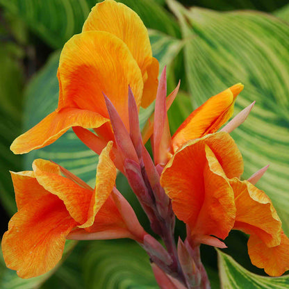 Orange Canna Lily / Indian Shot (Canna indica) Flowering Live Plant