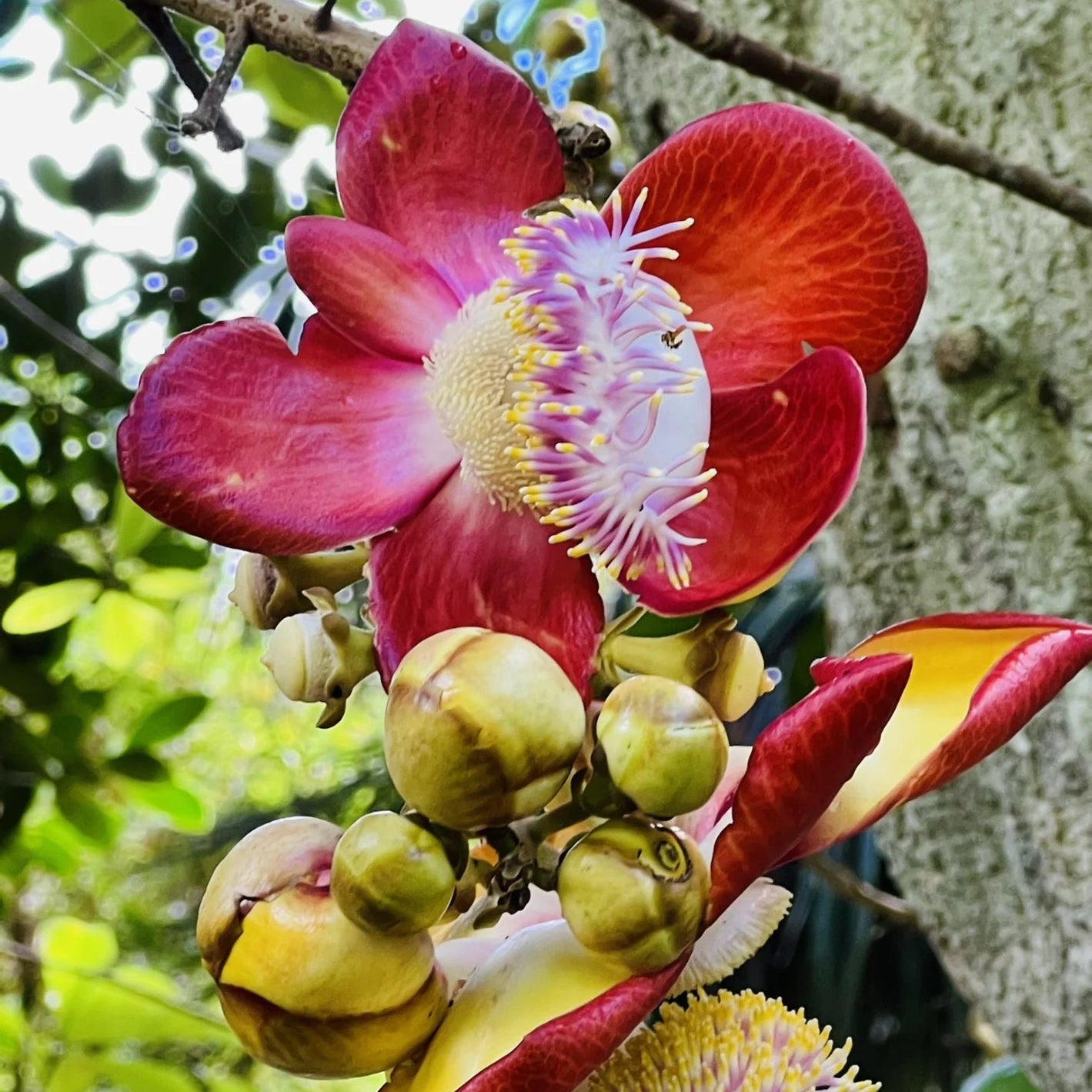 Bees Plant Hub Cannonball / KailashPati (Naga lingam) Tree Layered Live Plant