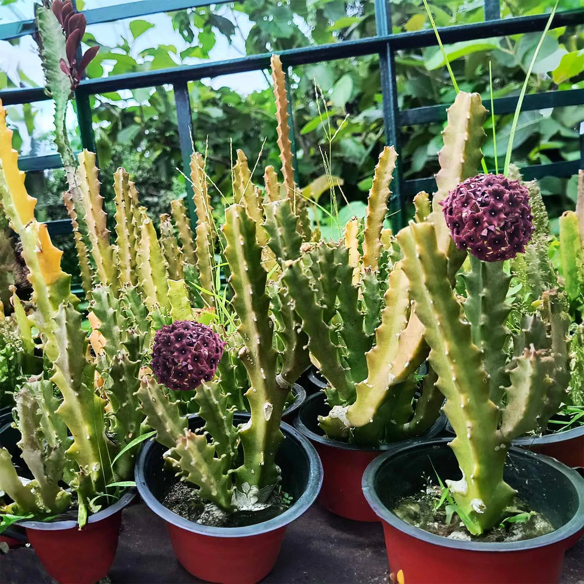 Bees Plant Hub Caralluma umbellata Flowering Cactus Live Plant with Pot