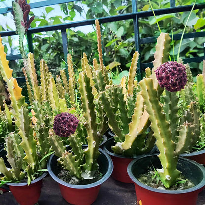 Bees Plant Hub Caralluma umbellata Flowering Cactus Live Plant with Pot